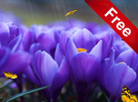 Crocus Screensaver - Windows 10 HD Screensavers