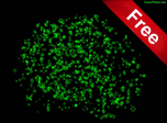 MicroLife Screensaver - Windows 10 Free Effects Screensaver