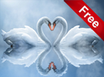 Swan Love Screensaver - Windows 10 Nature Screensavers