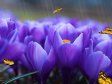 Crocus Screensaver - Windows 10 Crocus Screensaver - Screenshot 1