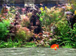 Fantastic Aquarium 3D Screensaver - Aquarium Screensaver for Windows 10 - Screenshot 1