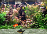 Fantastic Aquarium 3D Screensaver - Aquarium Screensaver for Windows 10 - Screenshot 3