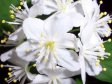 Flowers Garden Screensaver - Windows 10 Flowers Screensaver - Screenshot 1