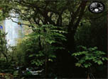 Rainy Forest Screensaver - Windows 10 Free Forest Screensaver - Screenshot 3