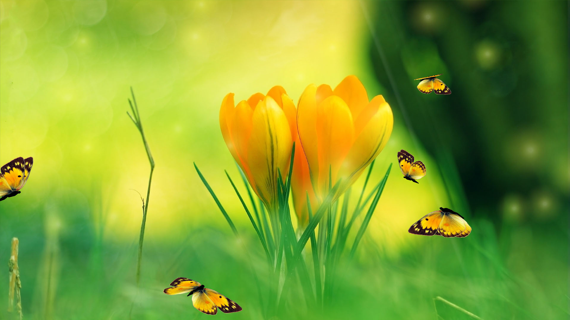 Free Windows 10 Spring Screensaver Spring Charm Screensaver