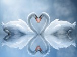 Swan Love Screensaver - Windows 10 Love Screensaver - Screenshot 1